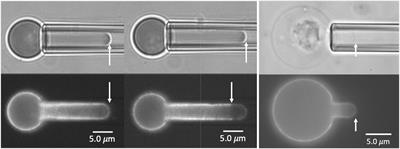 Development of Mechanical Stability in Late-Stage Embryonic Erythroid Cells: Insights From Fluorescence Imaged Micro-Deformation Studies